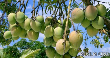 Mango cure for breast cancer and colon