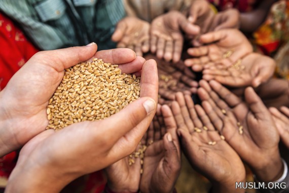 الأمم المتحدة: انخفاض أسعار الغذاء عالميا